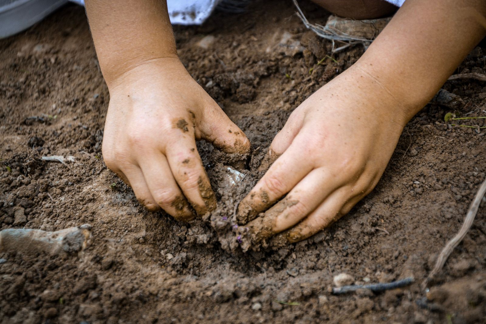 Two small hands pressing into dark garden soil